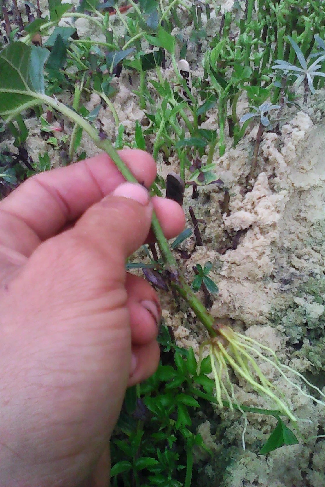 Propagating Mulberry Trees — Twisted Tree Farm