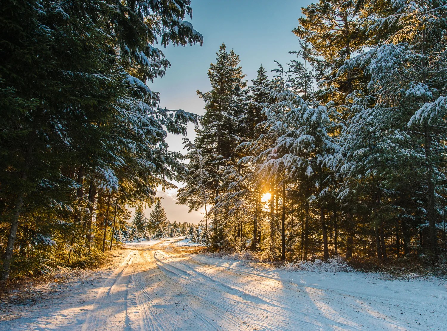 Annual Upick Christmas Tree Tradition in Nova Scotia