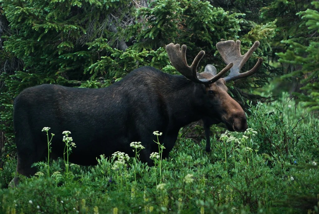 Moose — Edmonton & Area Land Trust