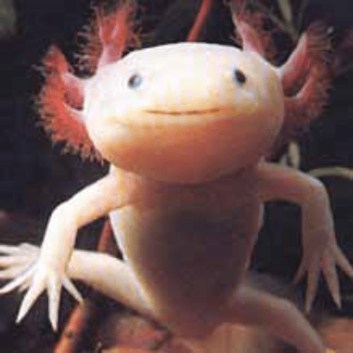 Axolotls — kidcyber