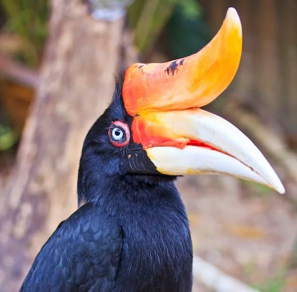 Hornbills — kidcyber