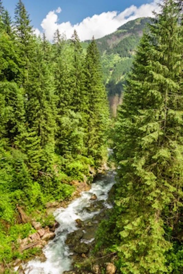 Taiga biome — kidcyber