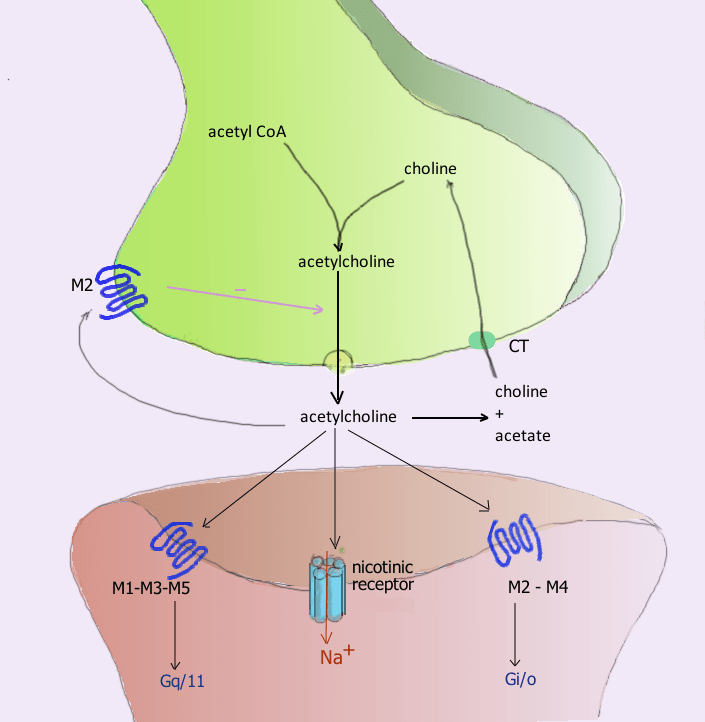Acetylcholine How to Increase or Decrease it — MyBioHack Unlock Your
