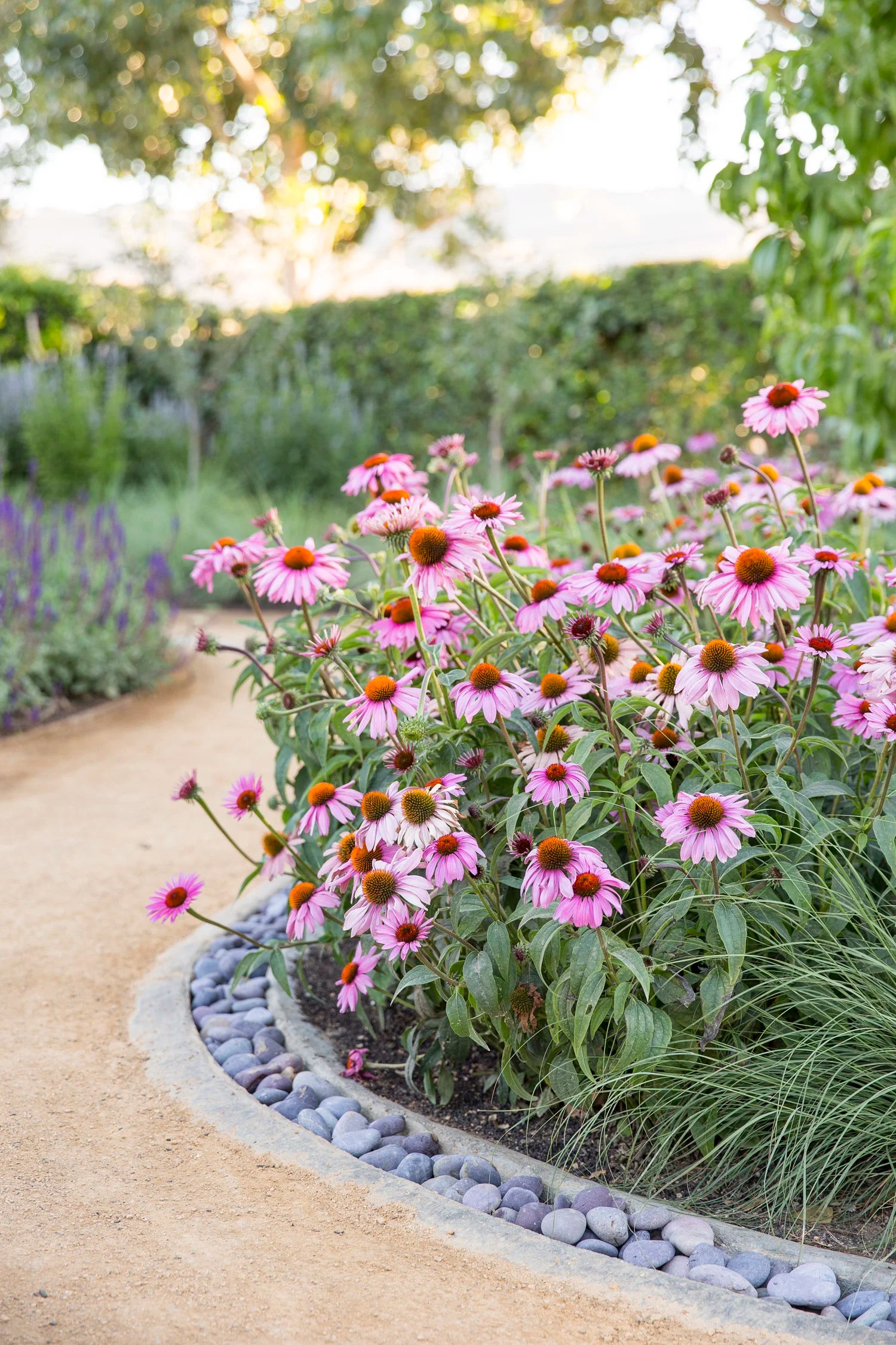 Sunset Magazineâ€™s Test Garden â€” Homestead Design Collective