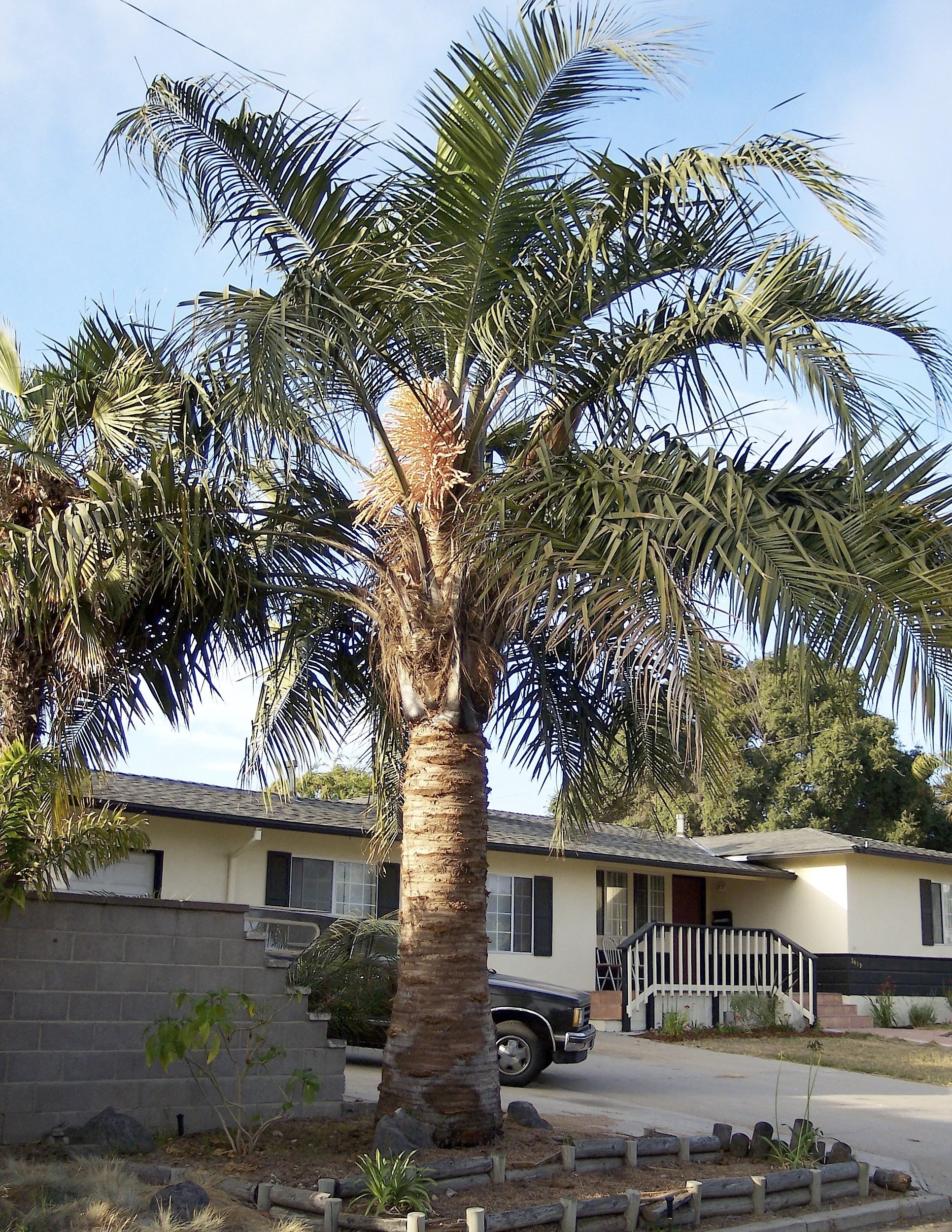 Mule Palms of Mississippi & Hybrid Palms