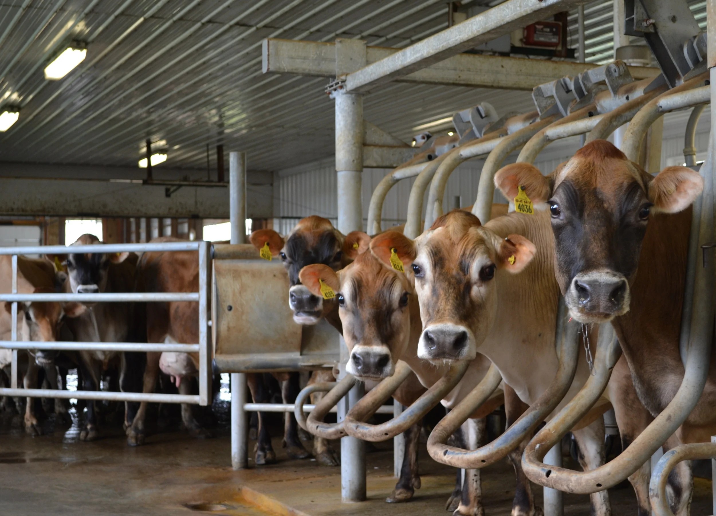 Cows — Mapleline Farm
