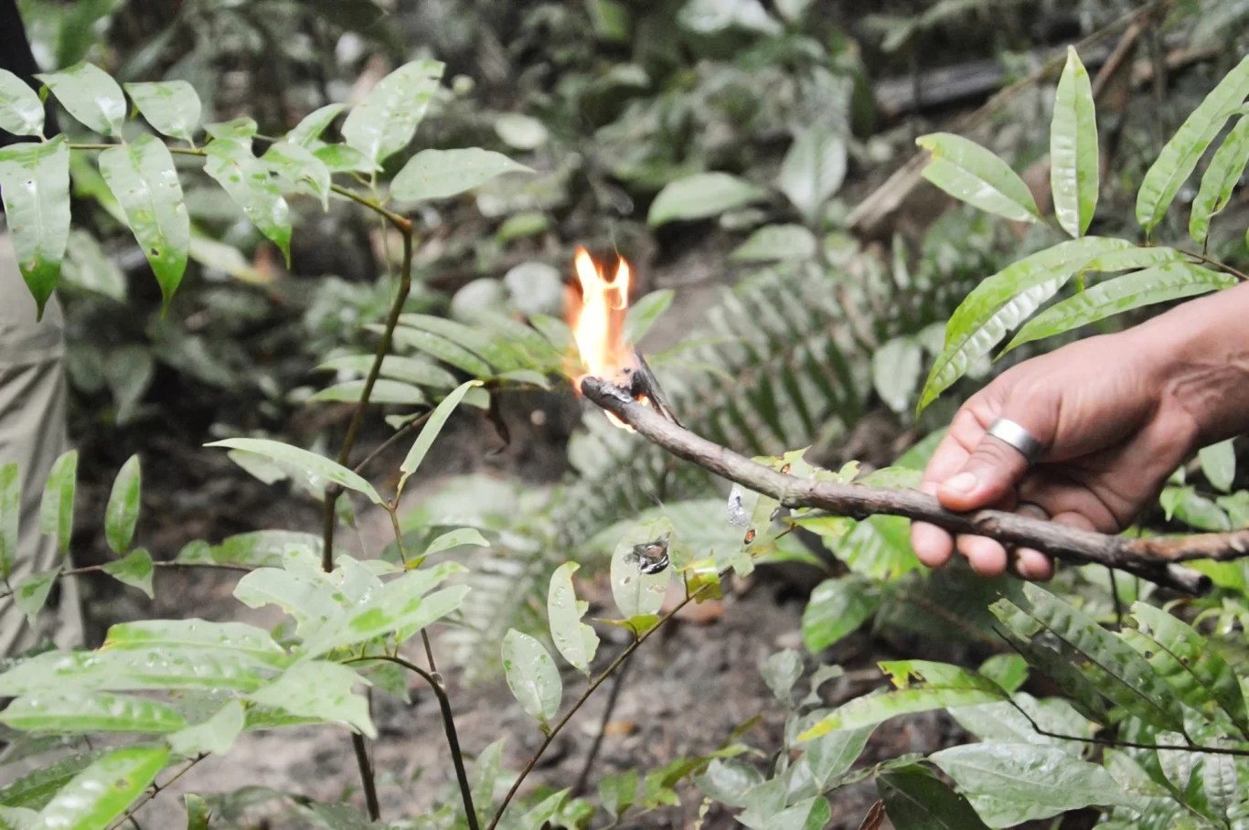 Adventure in The Amazon, Brazil Part 2 The Jungle — Adventurous