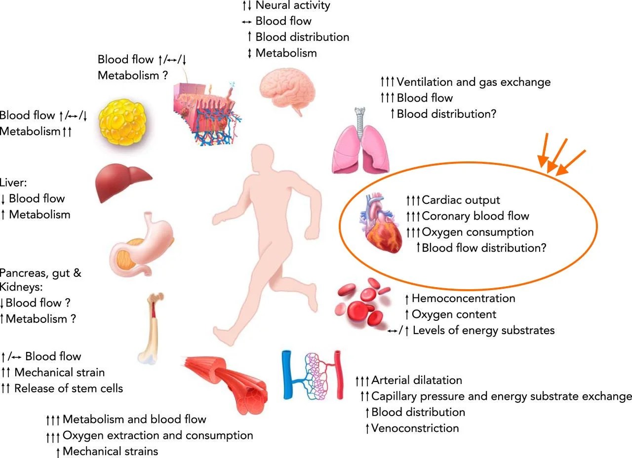 Middle aged men, exercise and coronary atherosclerosis — GT Health, LLC