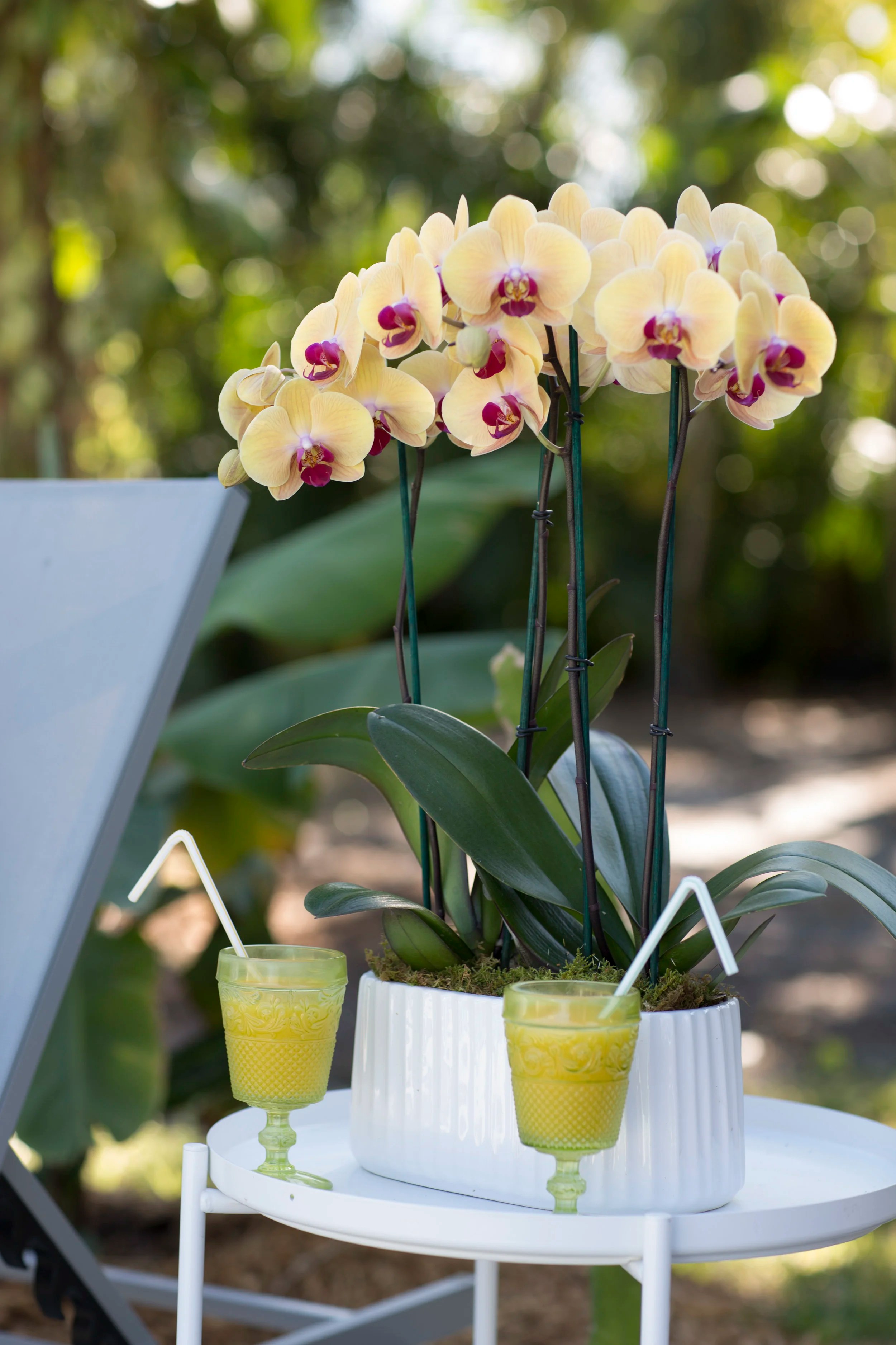 The Ultimate Guide to Keeping Your Orchid Outside — Your Orchid Questions