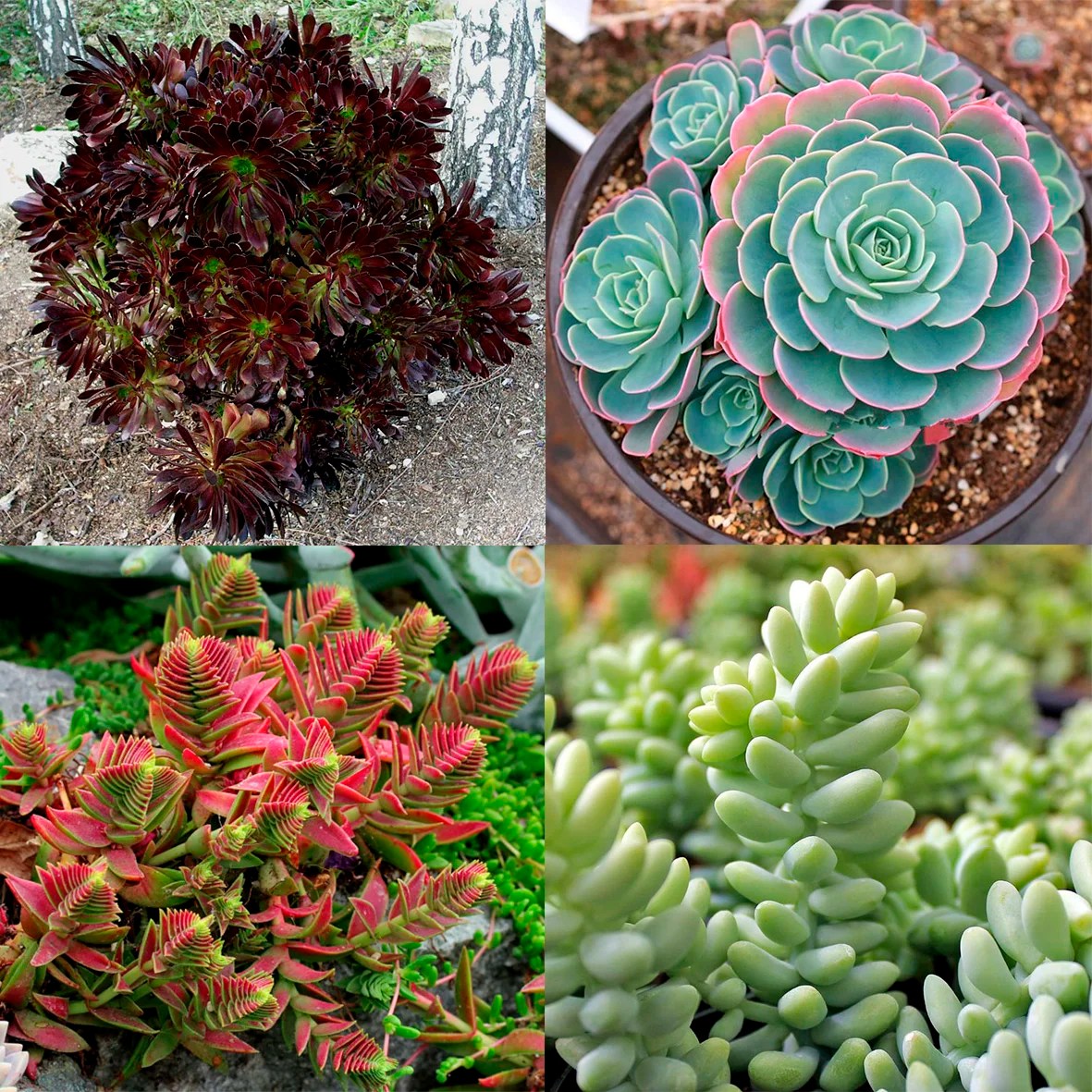 PLANTAS CRASAS — altascopas