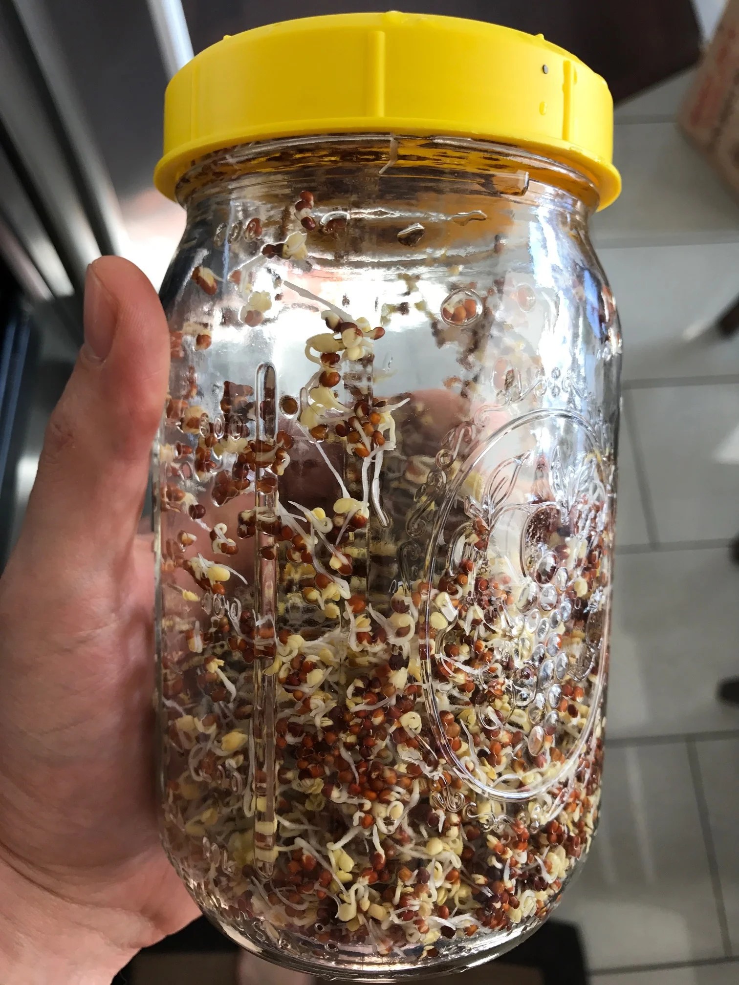 Grow Insanely Healthy Broccoli Sprouts At Home (Easiest Method) — Max