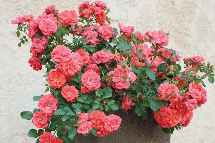 Coral Drift® — Drift® Roses