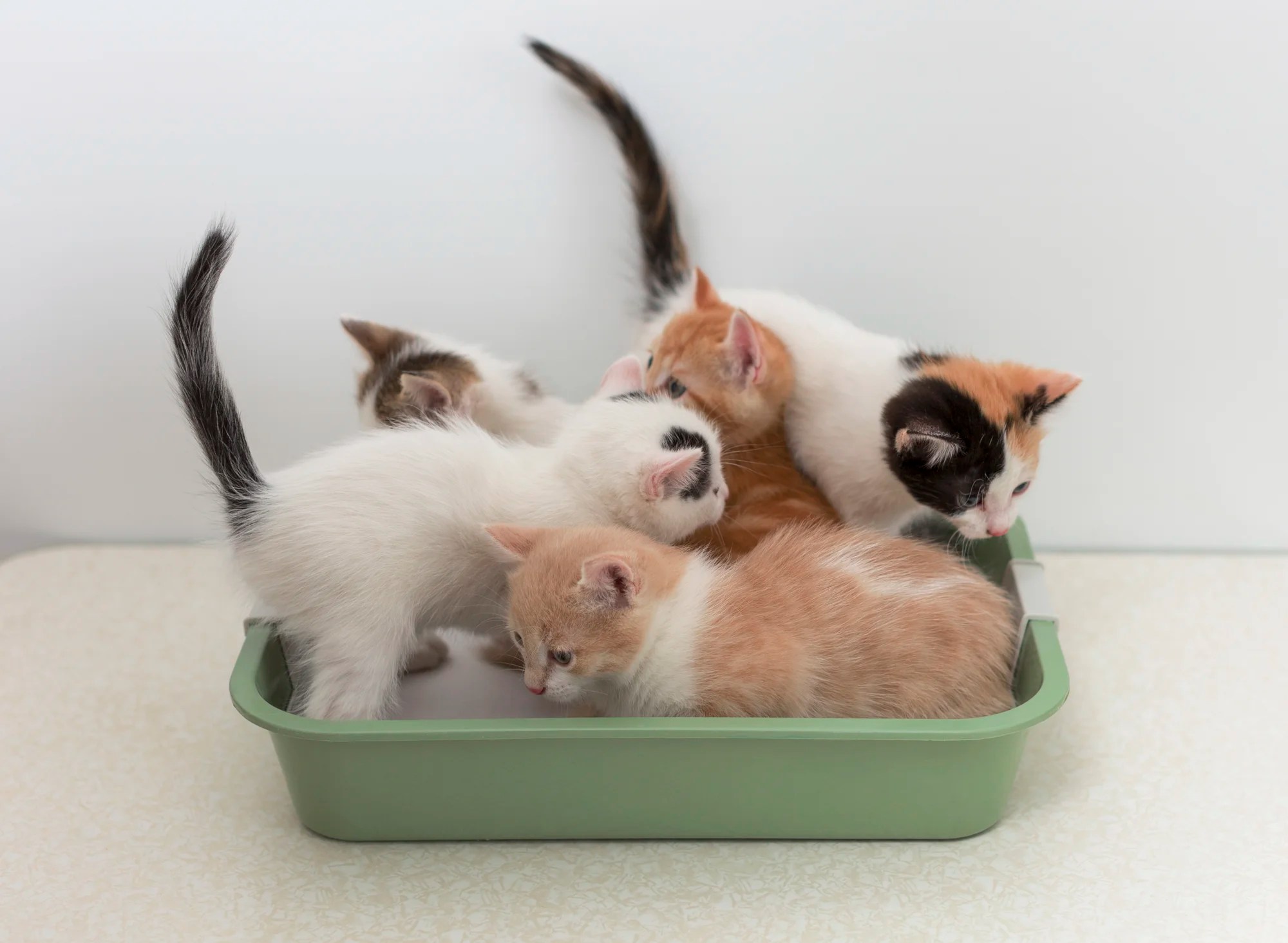 Feline Behavioral Therapy for Litter Box Issues, Aggression, Scratching