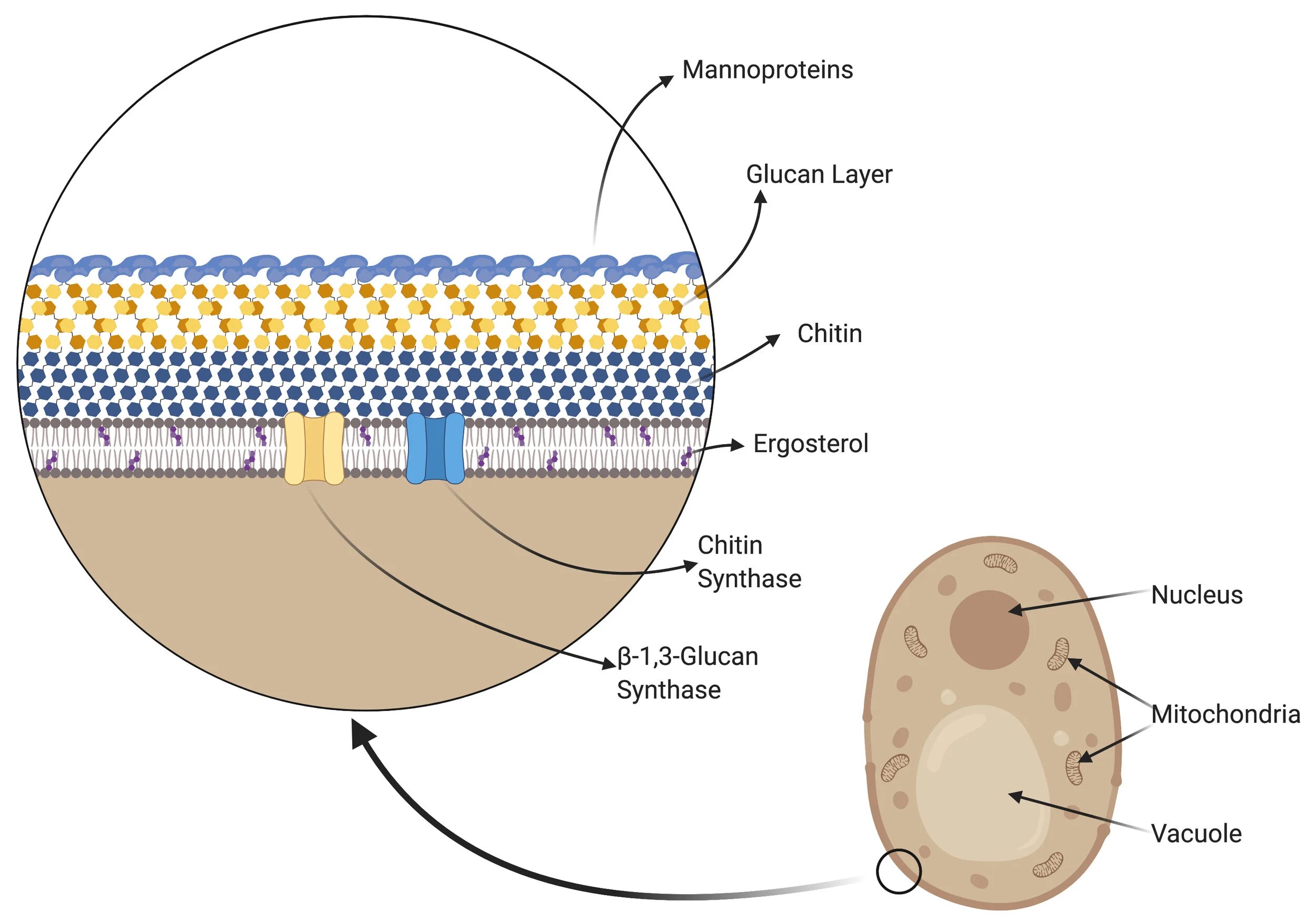 The Fungal Cell Wall — PathElective
