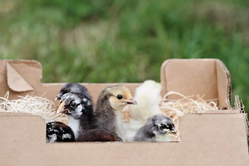 A comparison of top chicken hatcheries that ship nationwide — The