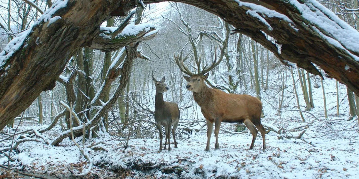 Netflix New Movies And TV Shows Coming In February 2018