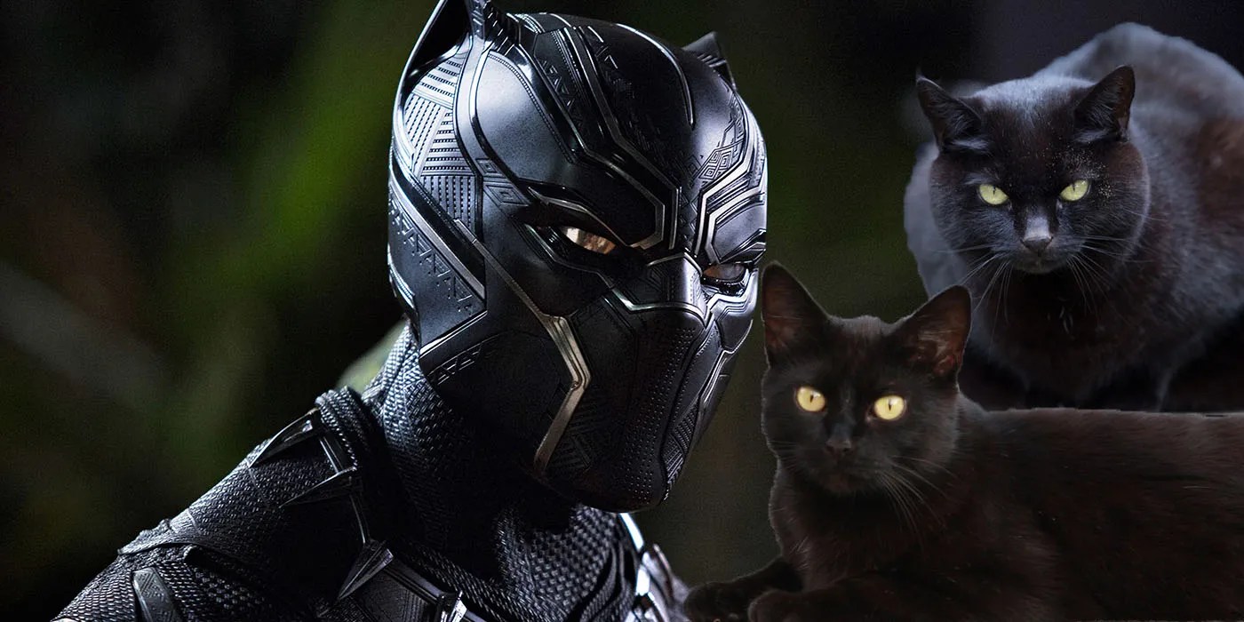 Black Panther Helping Increase Black Cat Adoptions