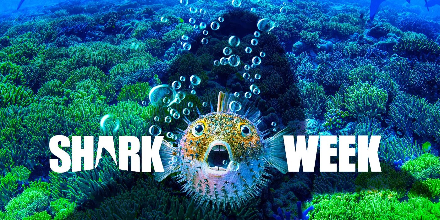 Discovery's Shark Week 2019 Schedule & MustWatch Specials