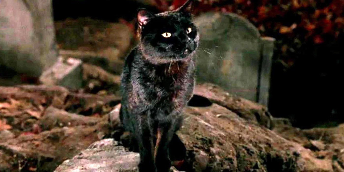 Read Is Gilbert’s Cat Cobweb In Hocus Pocus 2 Actually Thackery Binx? 💎