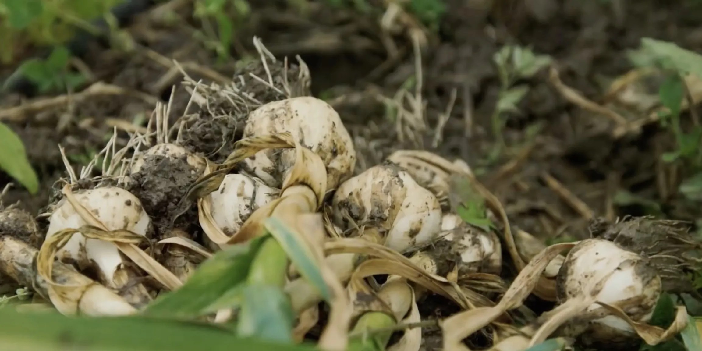 Netflix's Rotten 10 Most Shocking Things The Show Explores