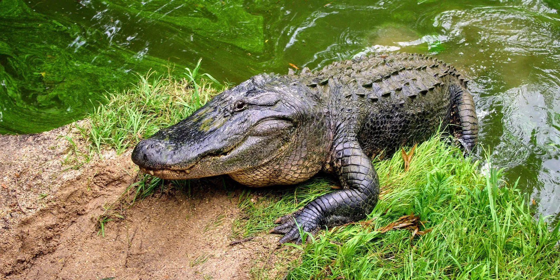 The Outsider 10 LittleKnown Facts About The Legend Of "El Cuco"