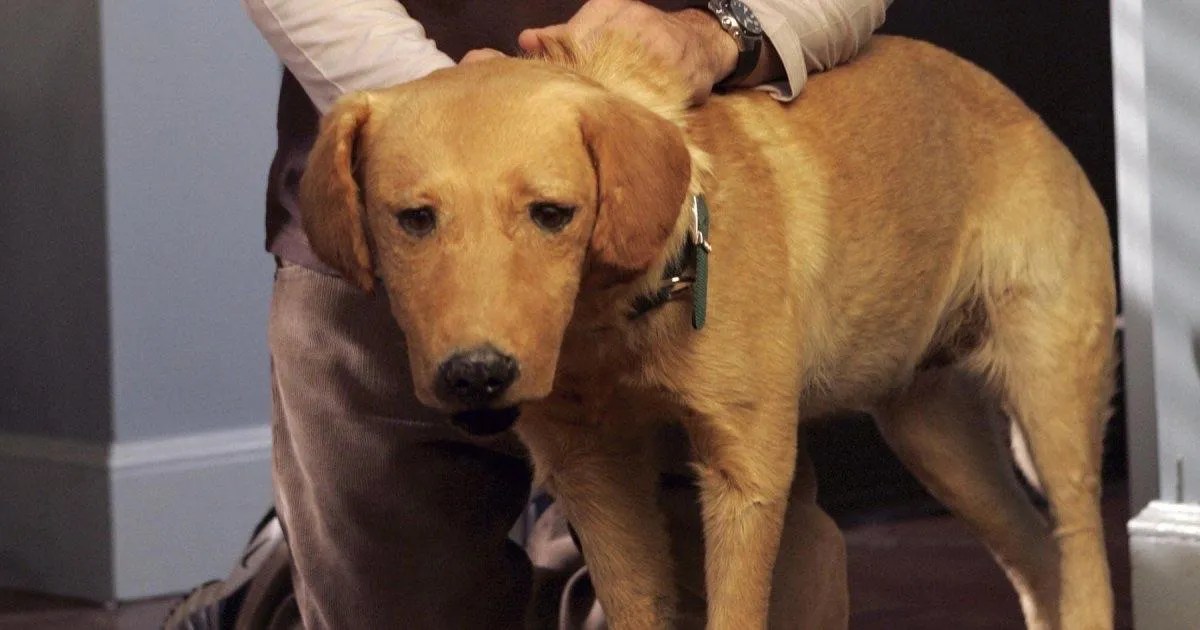 Disney Went To Extreme Lengths To Protect Scrubs Stuffed Dog Rowdy