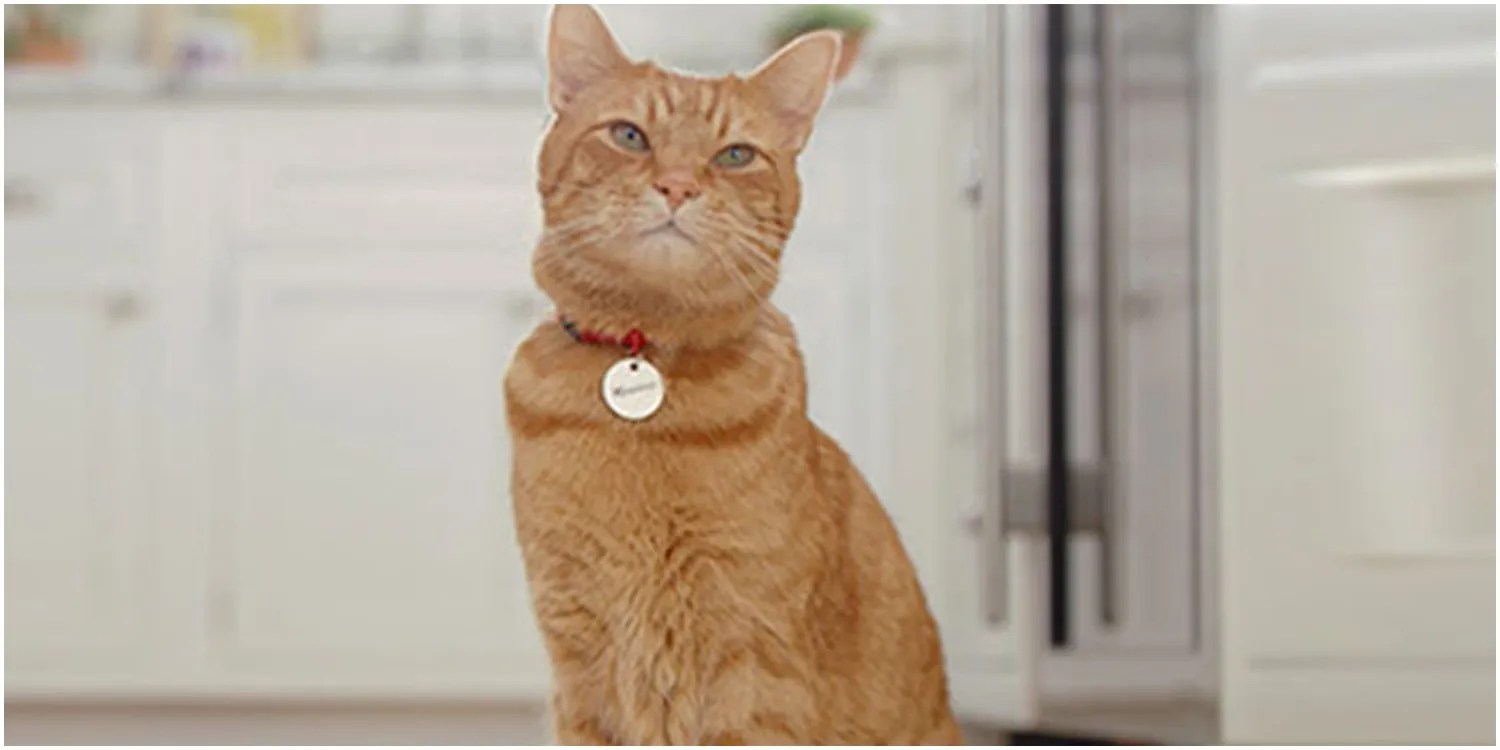 10 Most Iconic Cats In TV History, Ranked