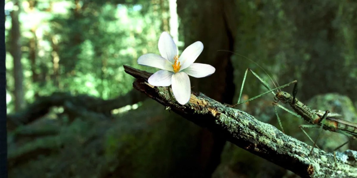 Guillermo Del Toro's Pan's Labyrinth 10 Most Memorable Quotes