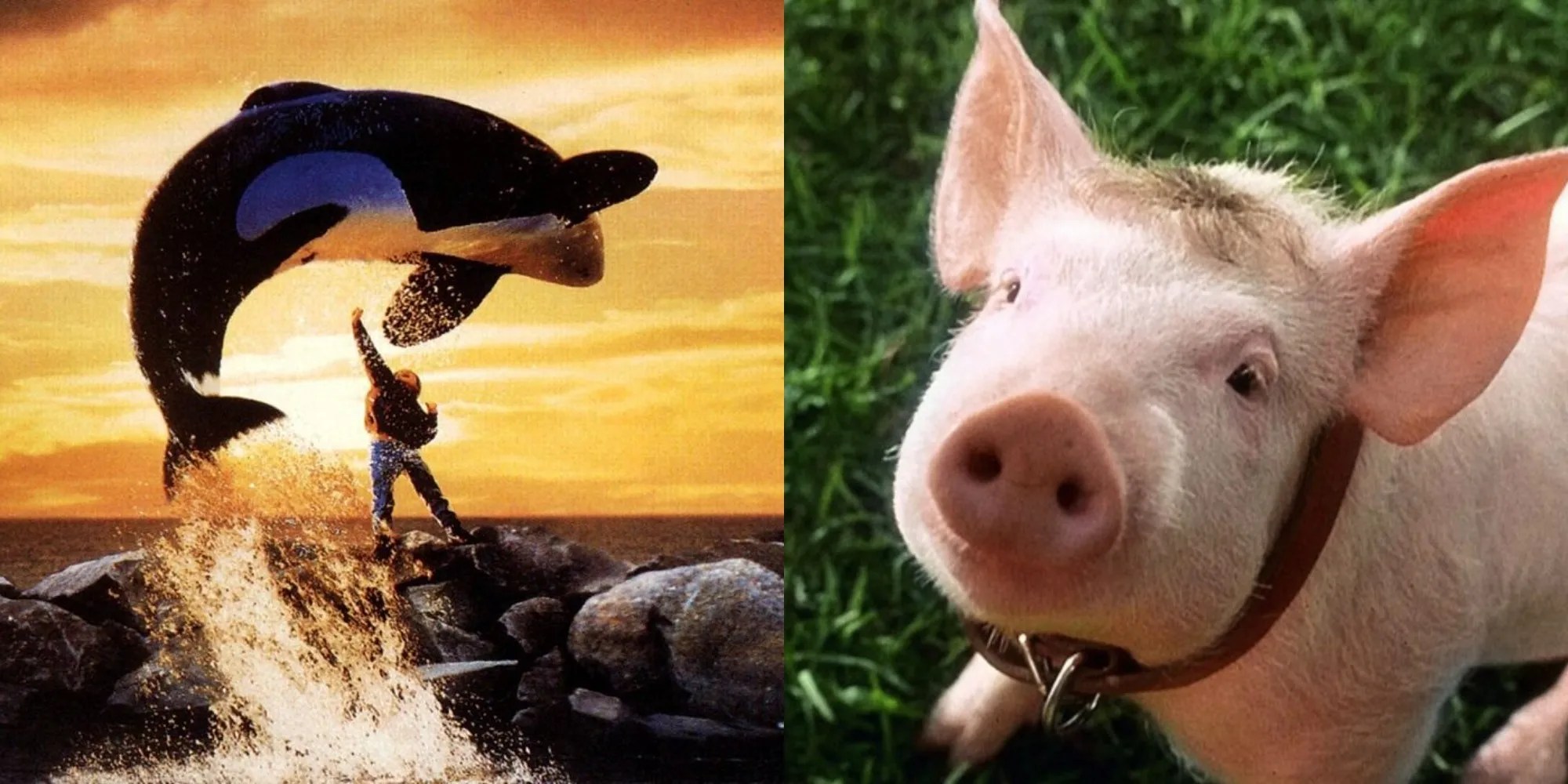 10 Best Movies Where The Protagonist Is A LiveAction Animal, Ranked By