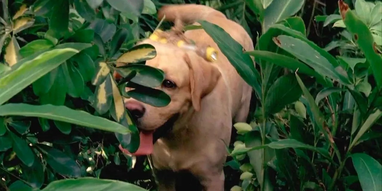 Lost 10 Facts About The Pilot Only DieHard Fans Know