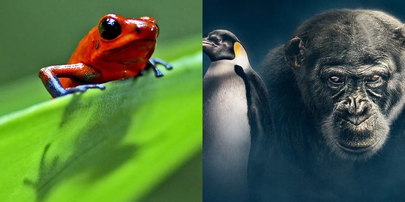15 Best Nature Documentaries, Ranked 15 Best Nature Documentaries, Ranked