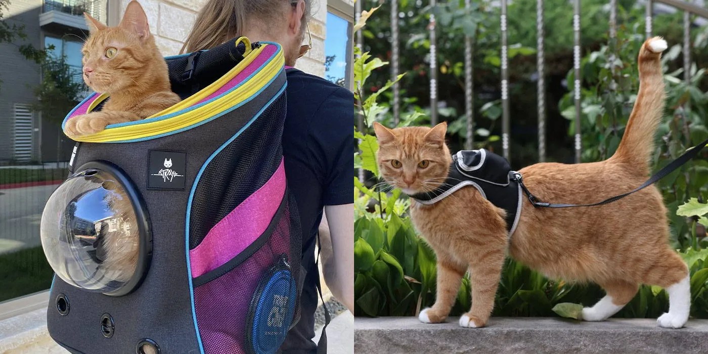Stray Gets Its Own Line Of Travel Cat Backpacks