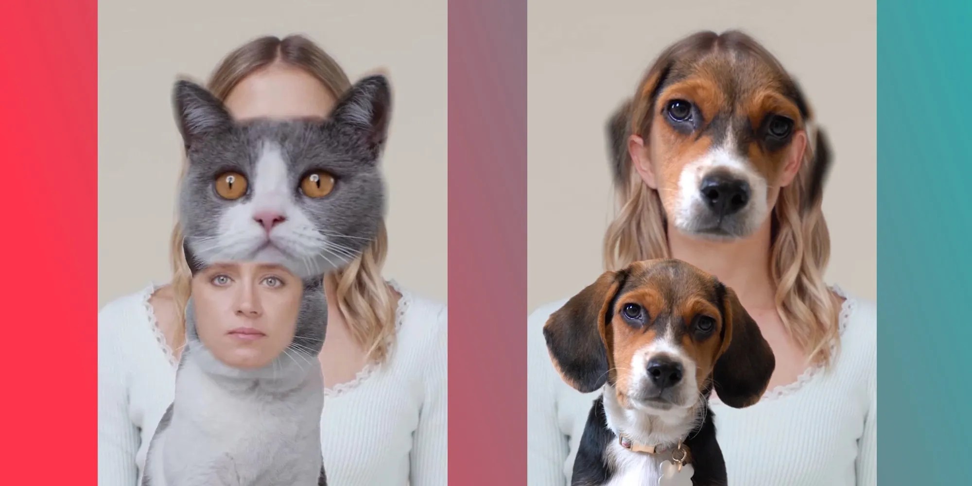 How To Use TikTok's AR Tracking Effects For Your Pet