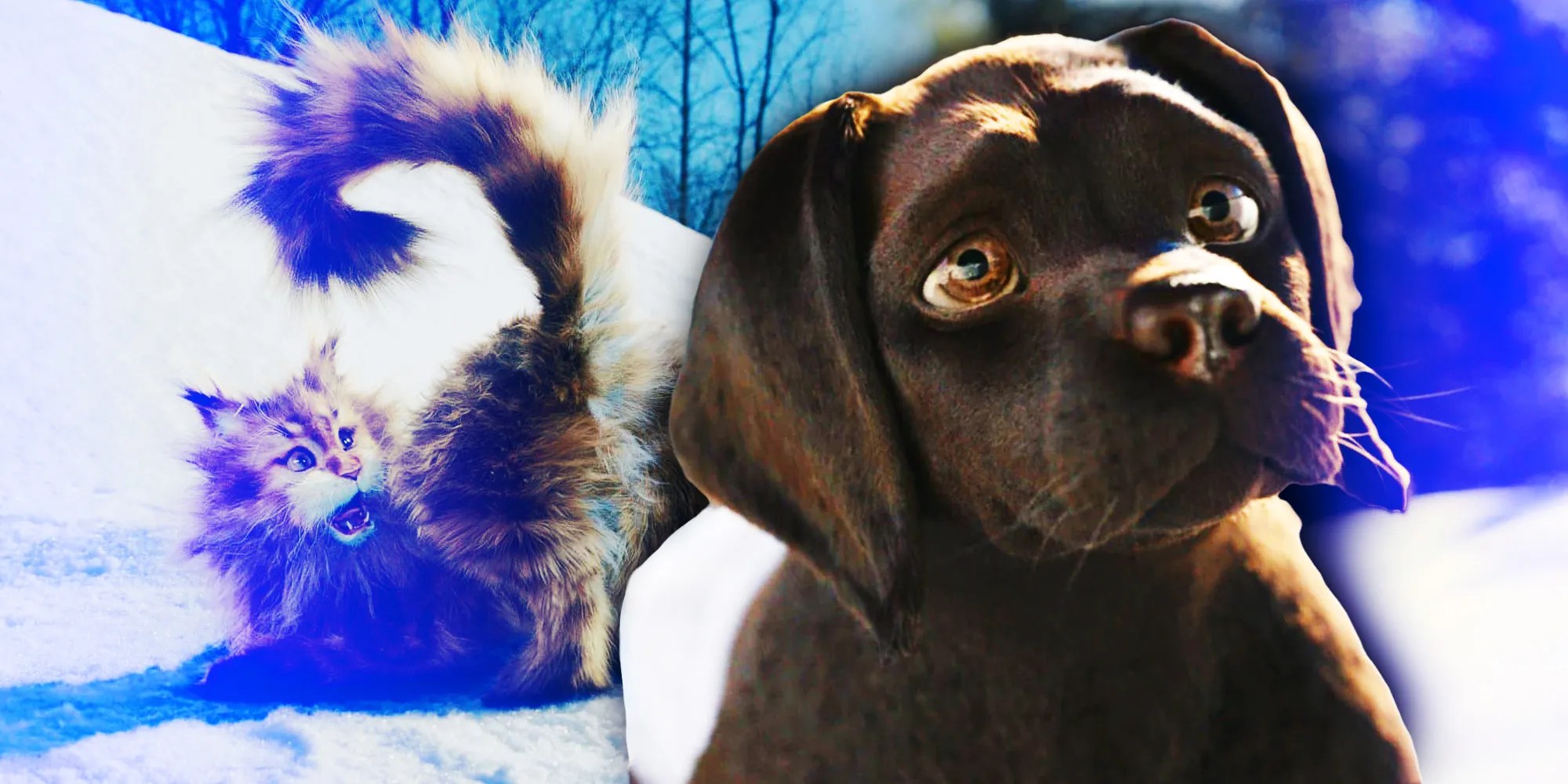 Cat And Dog