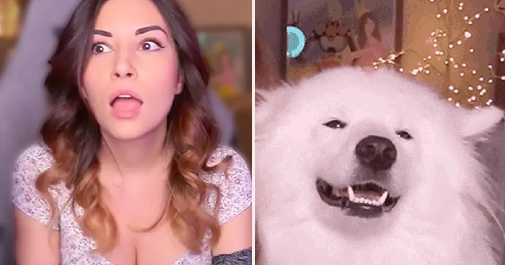 The Real Reason Alinity's Dog Sniffs Her Crotch, Explained