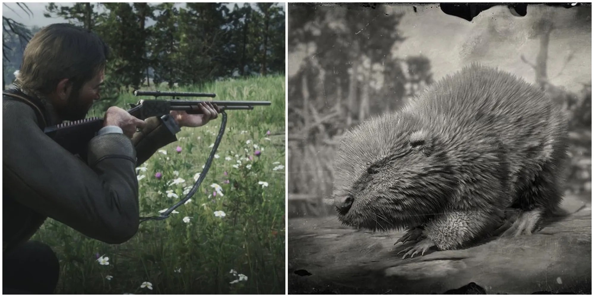 Red Dead Redemption 2 Where To Find Beavers