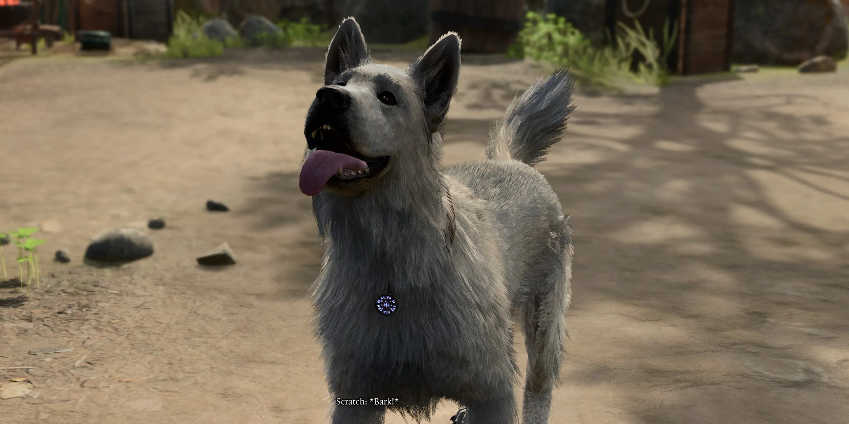 Scratch the Dog barking happily