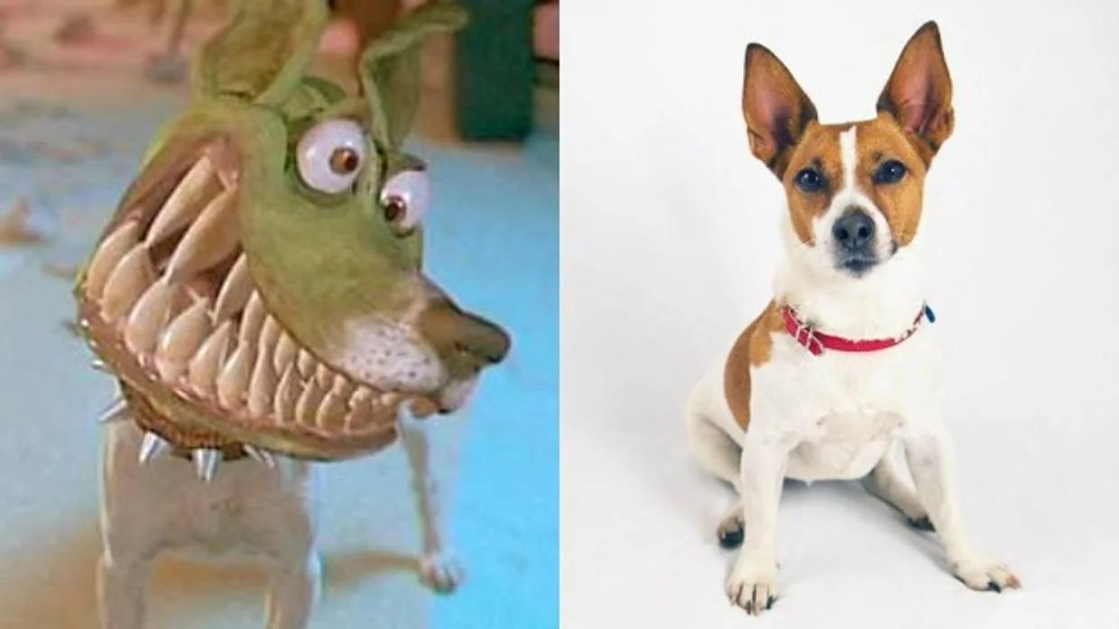 El Cruel Método De Una Familia Rusa Para Lograr Que Su Perro Se Pareciese Al De «La Máscara»