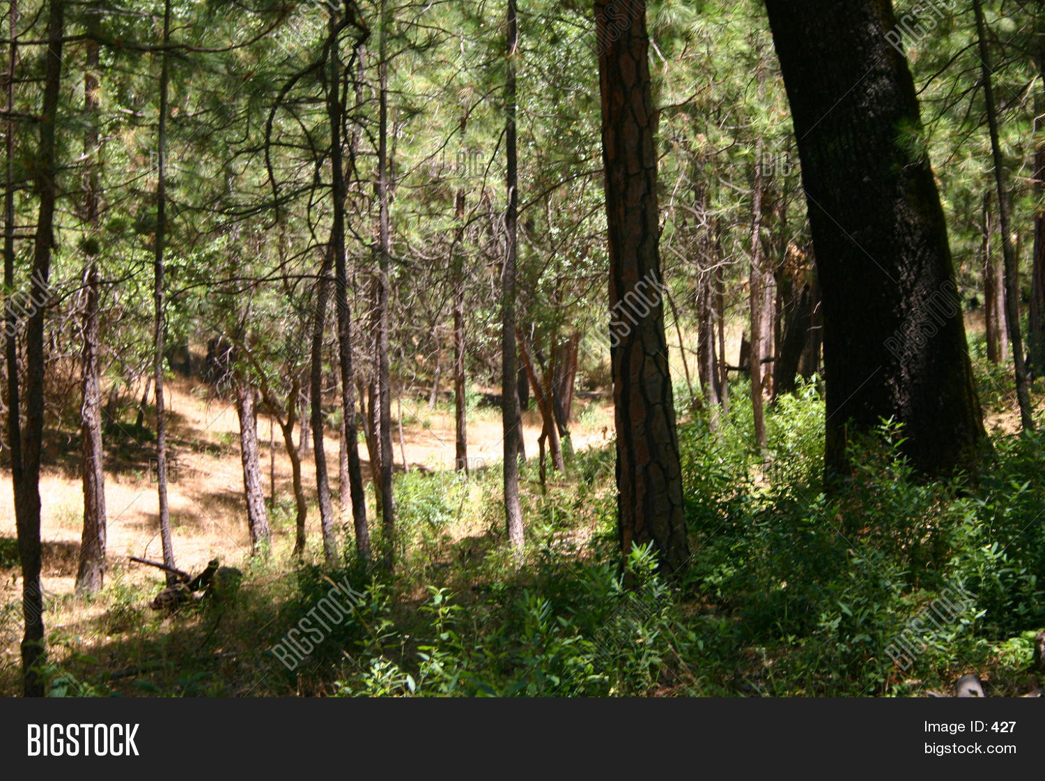 Wooded Area Image & Photo (Free Trial) Bigstock
