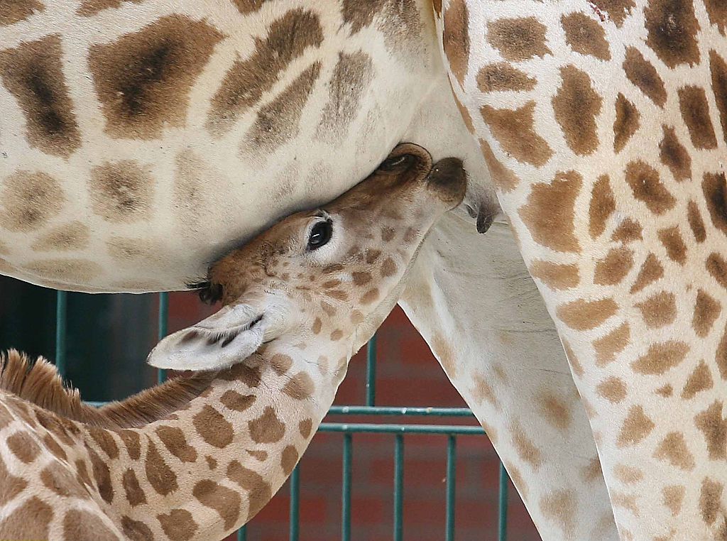 Cincinnati è nata baby giraffa allo zoo Video iO Donna