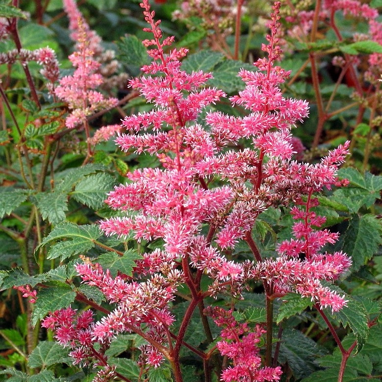 Search Results Adcock’s Nursery