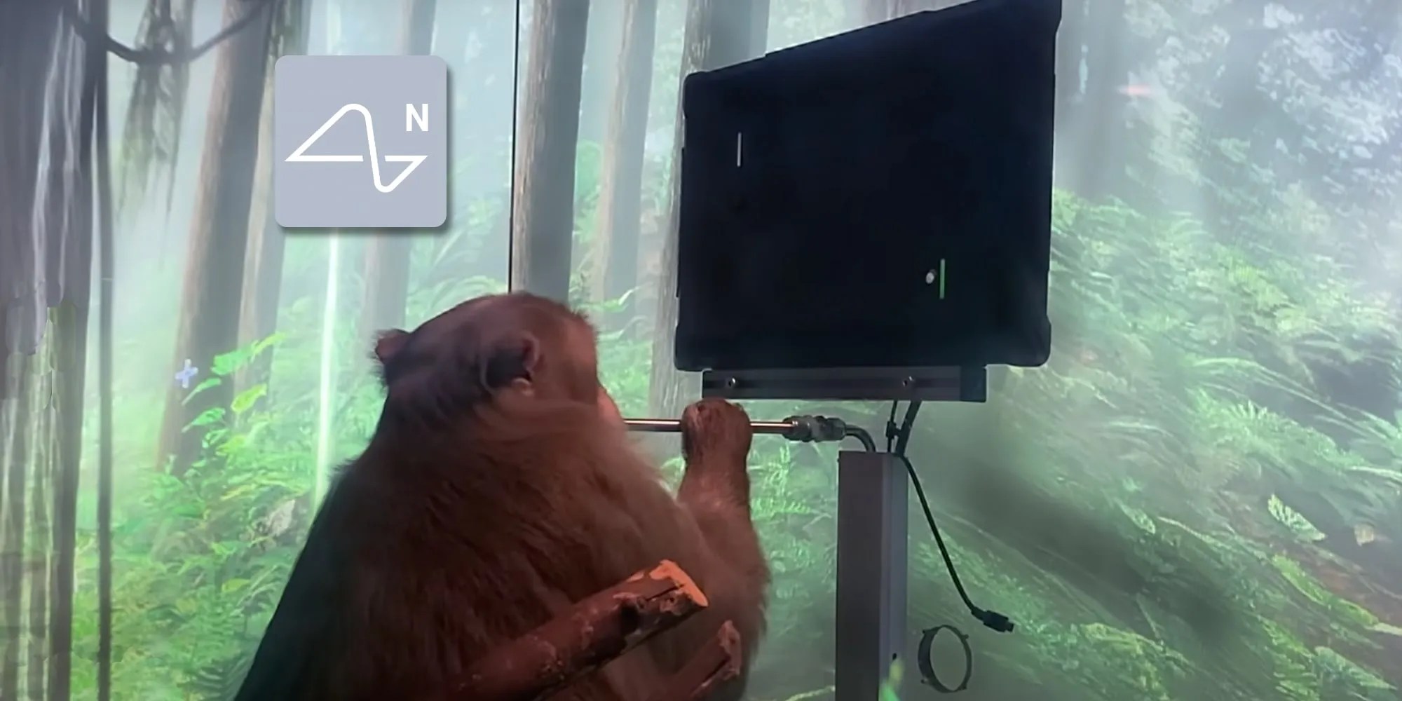 Watch Elon Musk’s Neuralink Shows Monkey Playing Pong