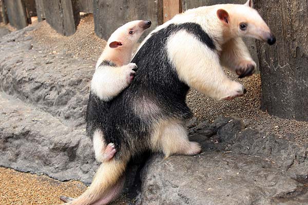 Cute or weird tamandua Stuff.co.nz