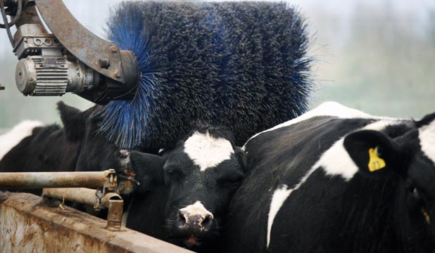 Bovine bliss in a winter cow house Stuff.co.nz