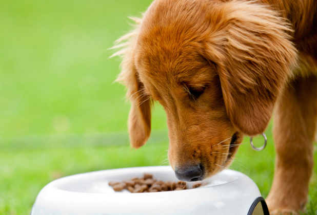 Recipes for pets with allergies Stuff.co.nz