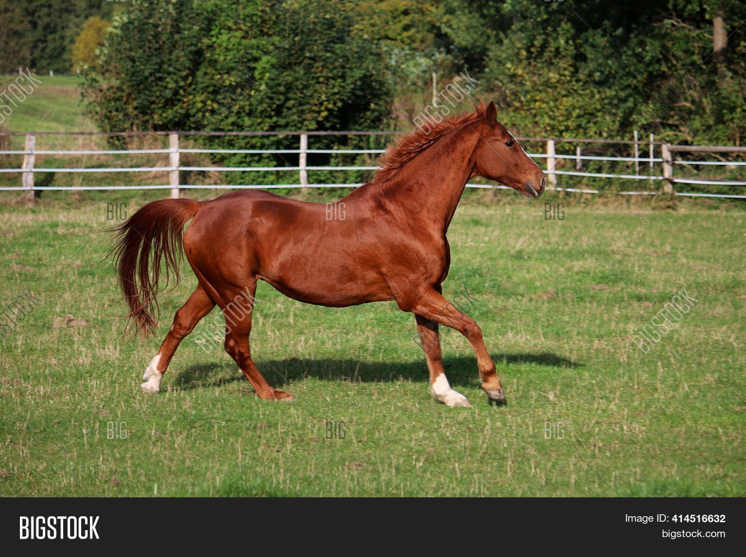 Beautiful Brown Horses