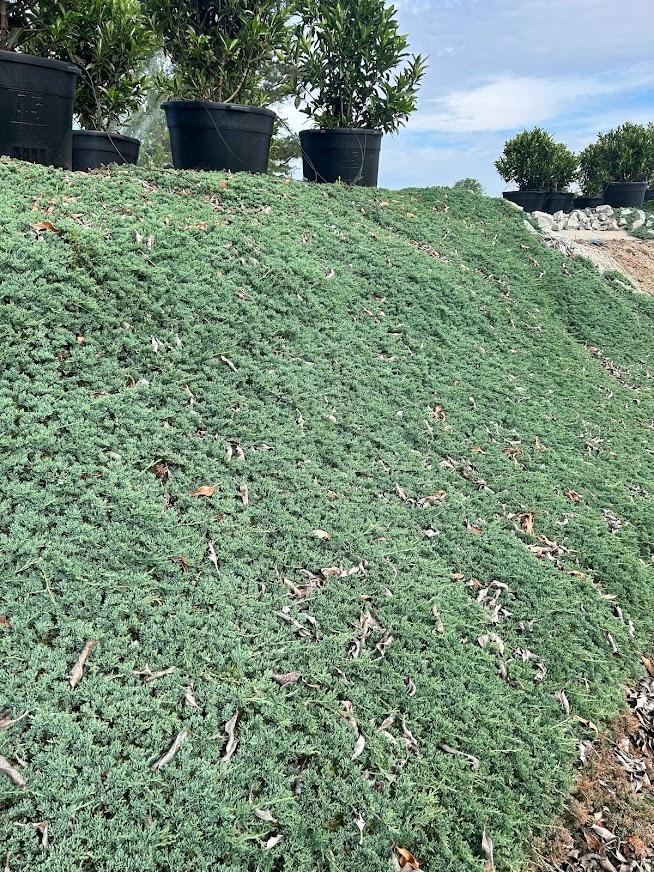plants_details Adcock’s Nursery