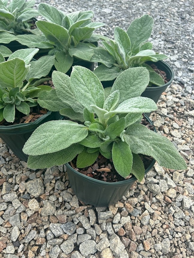 plants_details Adcock’s Nursery