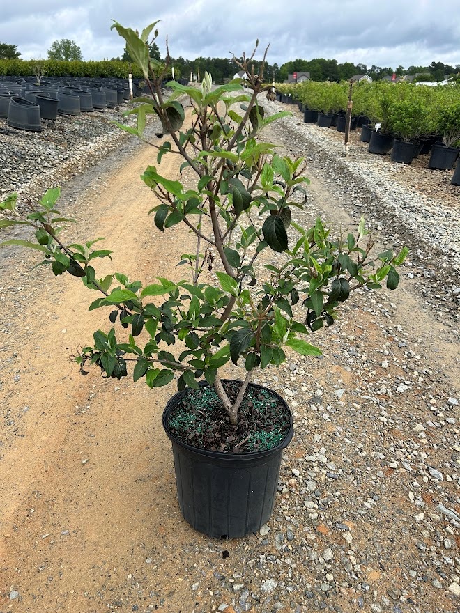plants_details Adcock’s Nursery
