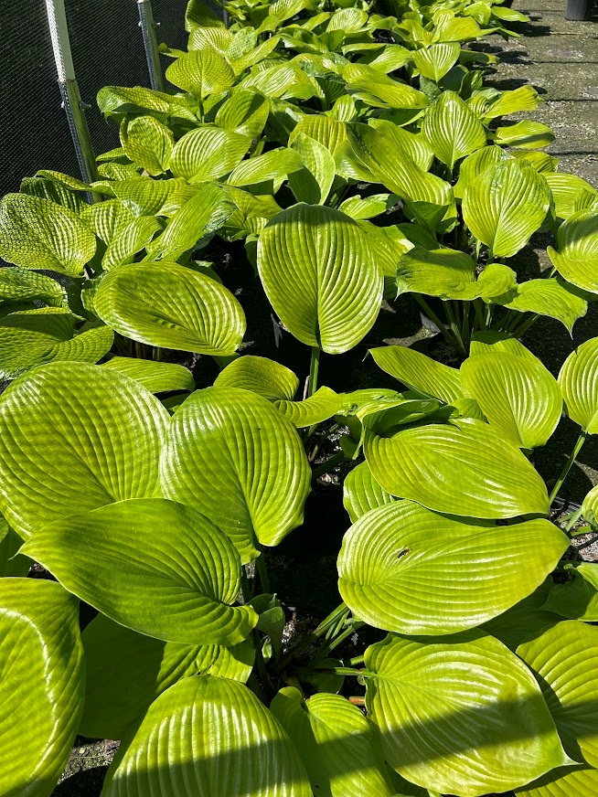 plants_details Adcock’s Nursery